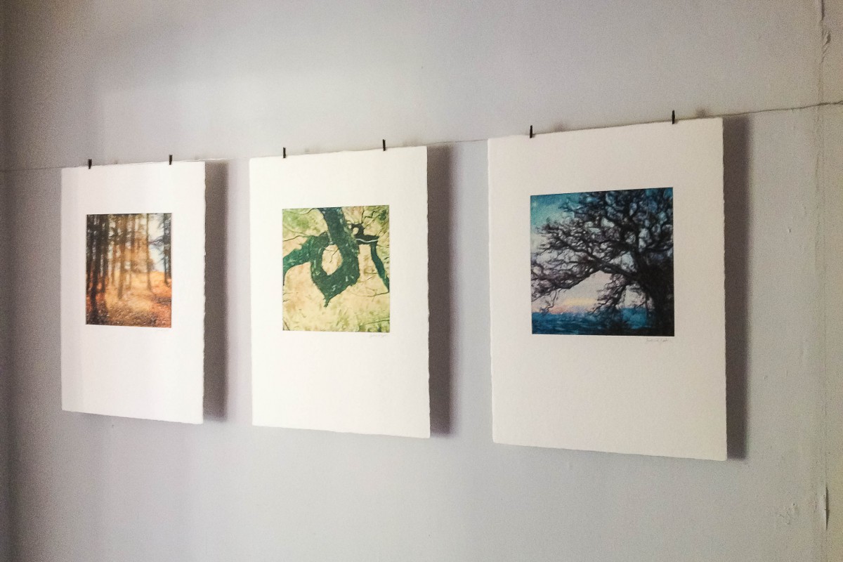 Exposition "Arbres et petites forêts"  Polaroid de Bertrand Bodin Photographe