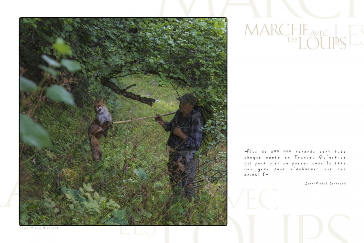 Marche avec les loups, exposition photographique de Bertrand Bodin, renard