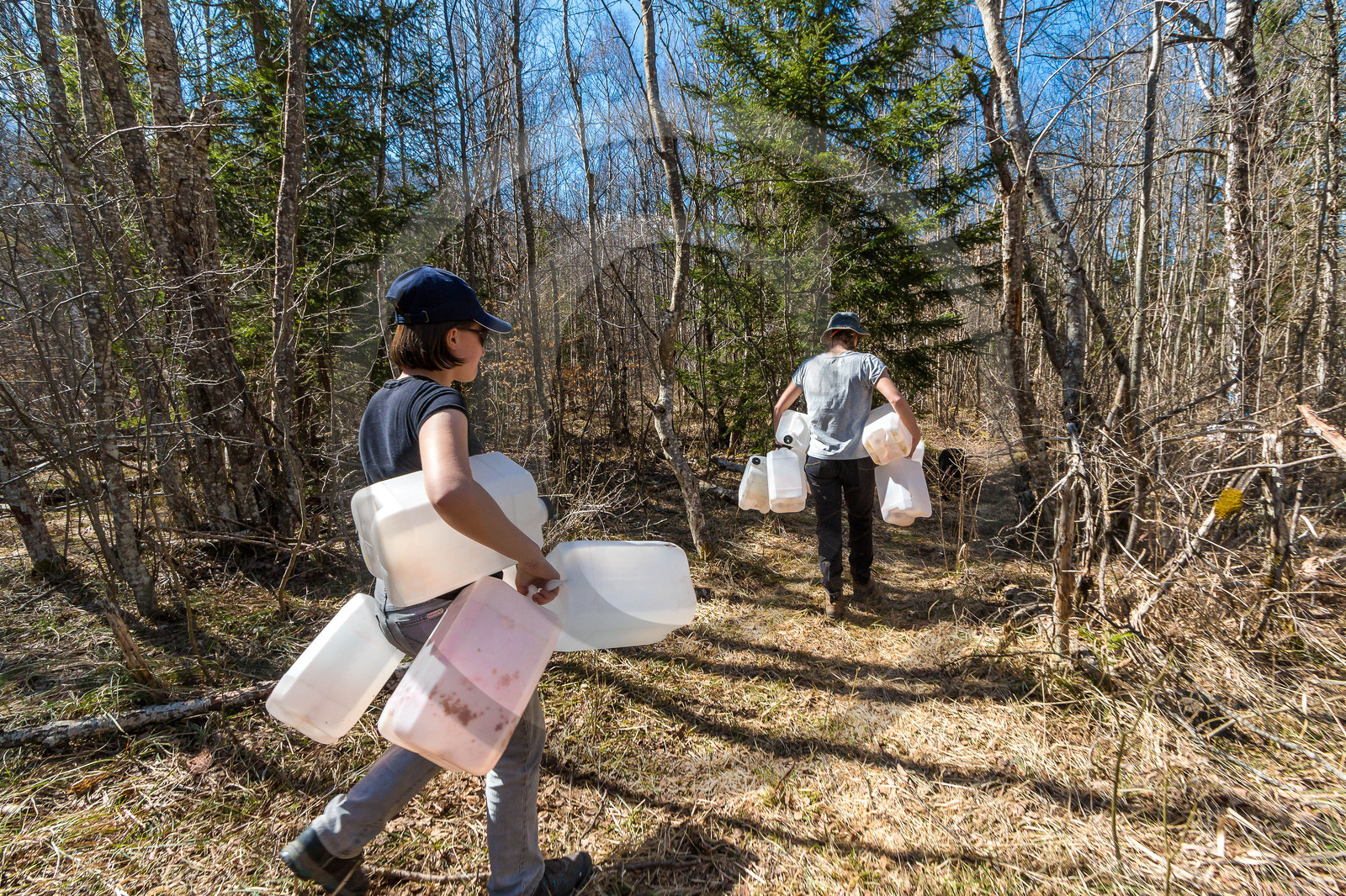 Récolte de sève de bouleau