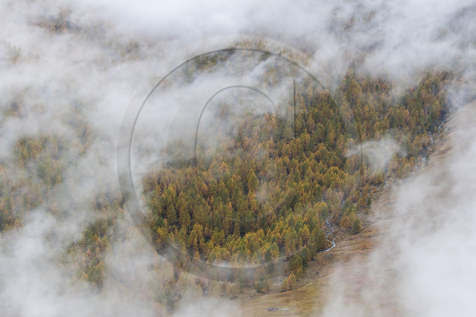 Vallée de la Tinée, mélezein