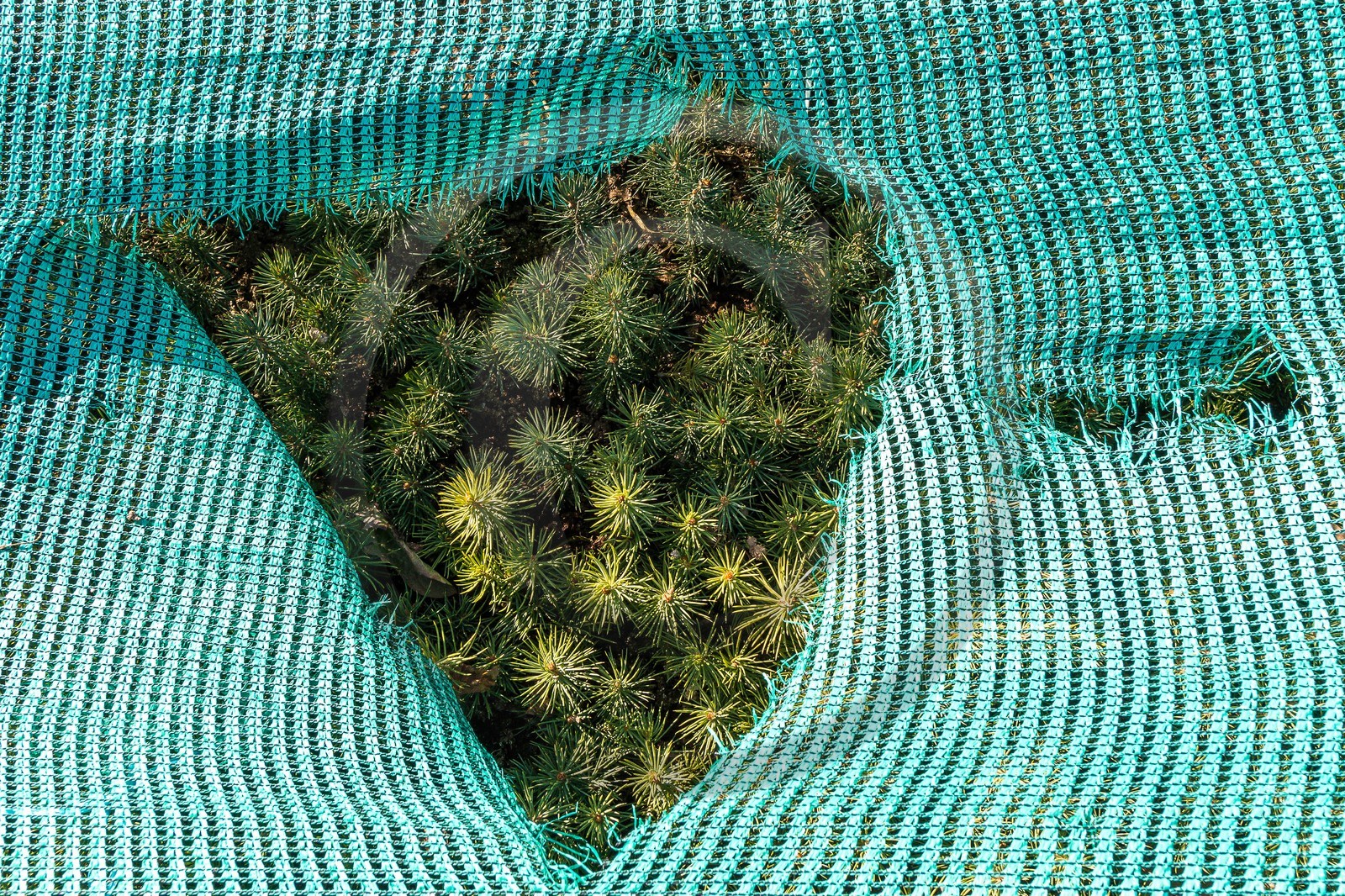 Pépinière Robin, producteur de sapin de Noël, semis sapin nordmann (abies nordmanniana)