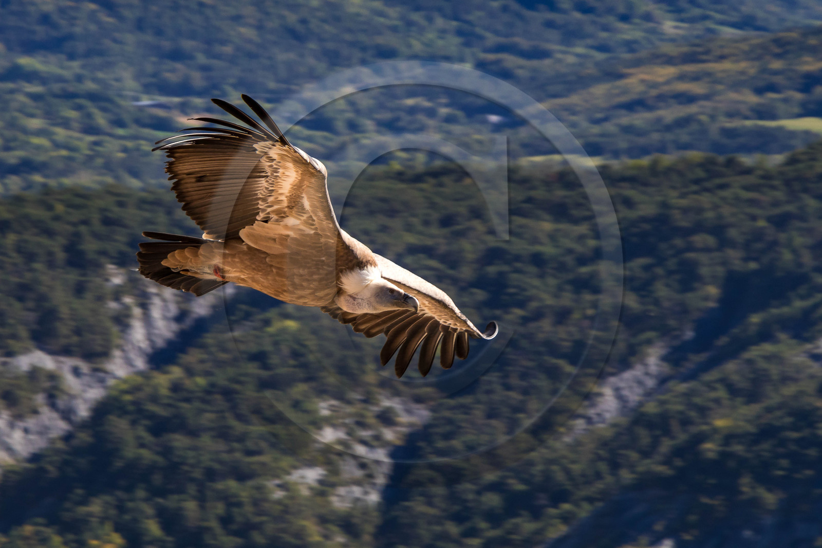 Parc animalier de Serre-Ponçon, vautour fauve, Gyps fulvus