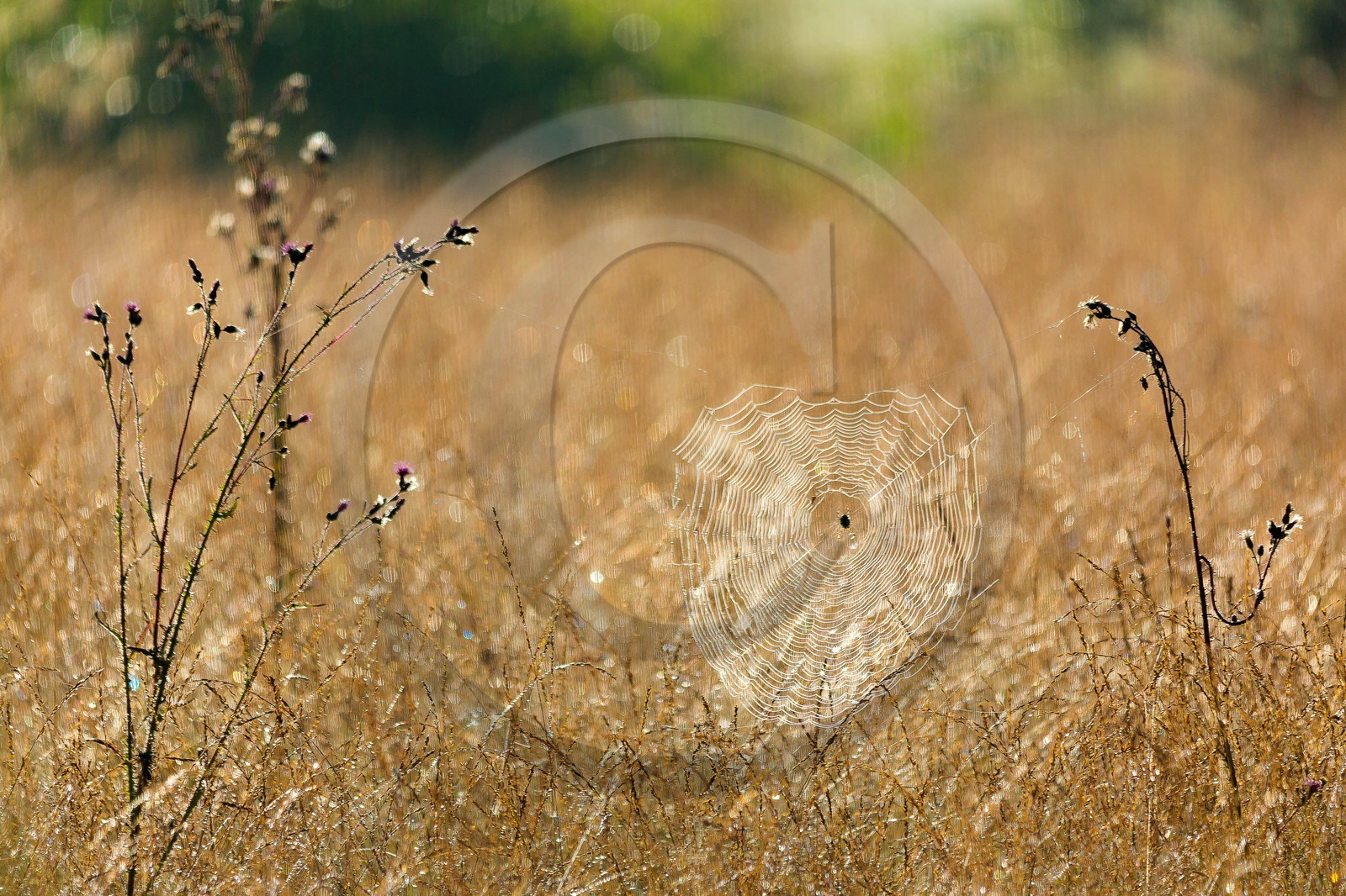 ENS de l'Isère,Tourbières du Peuil