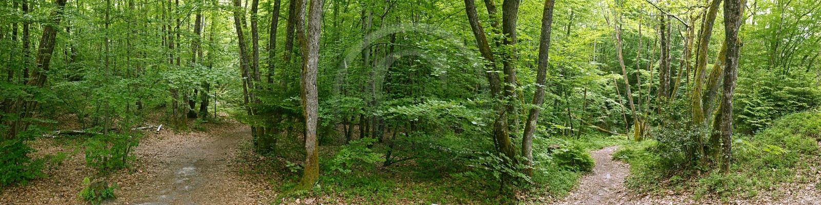 Réserve naturelle du Roc de Chère, forêt