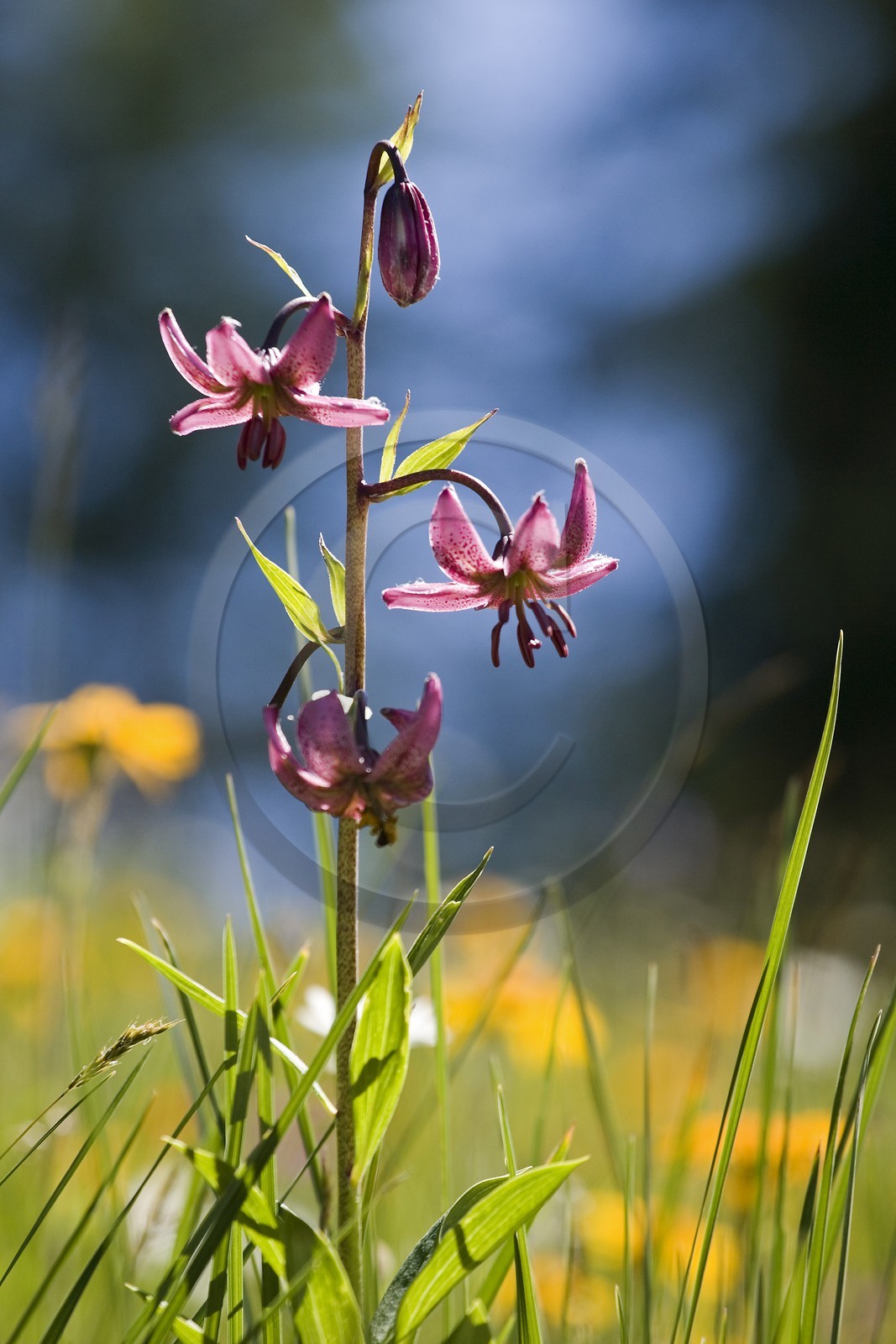Lis martagon, Lilium martagon