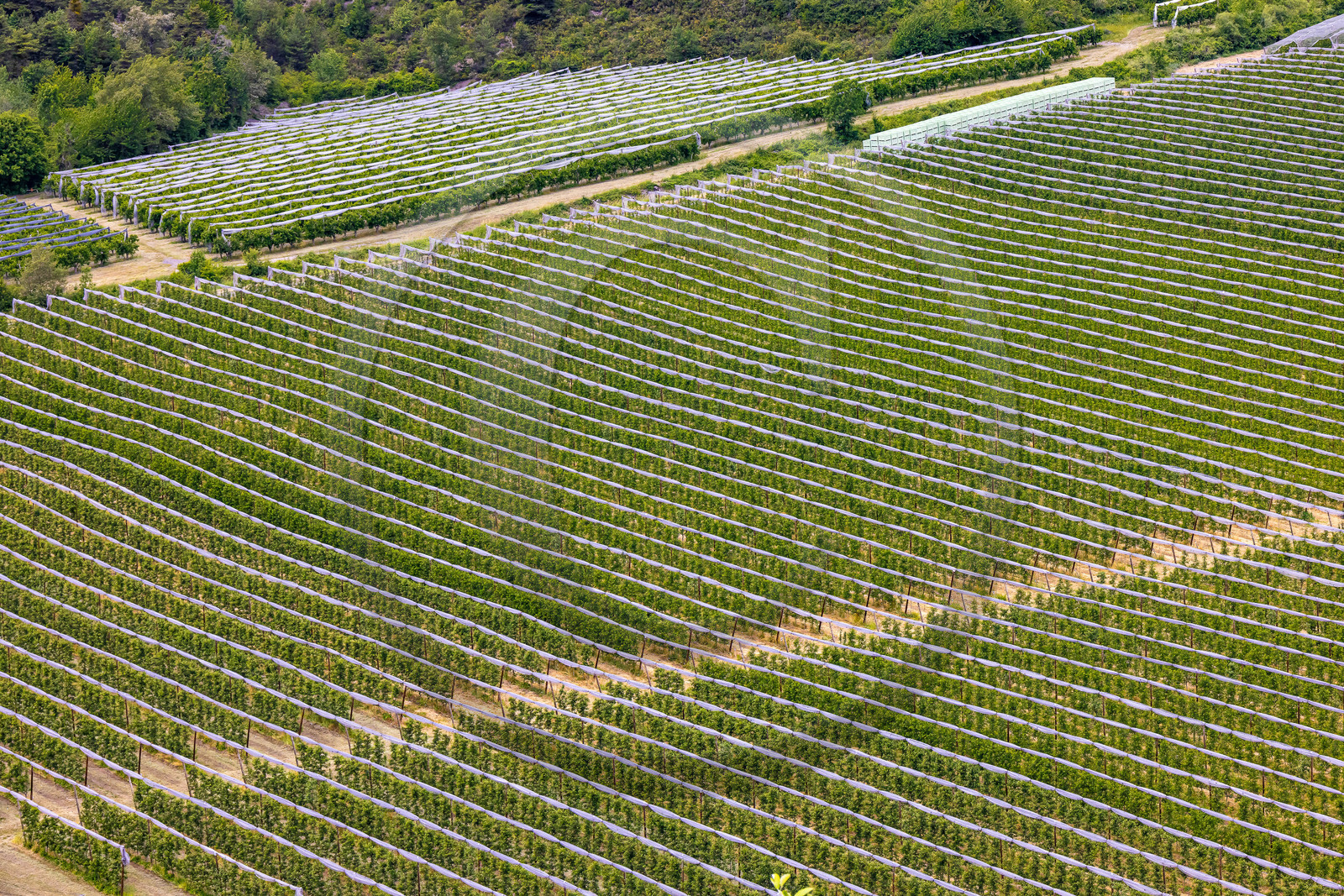 Faucon-du-Caire, arboriculture