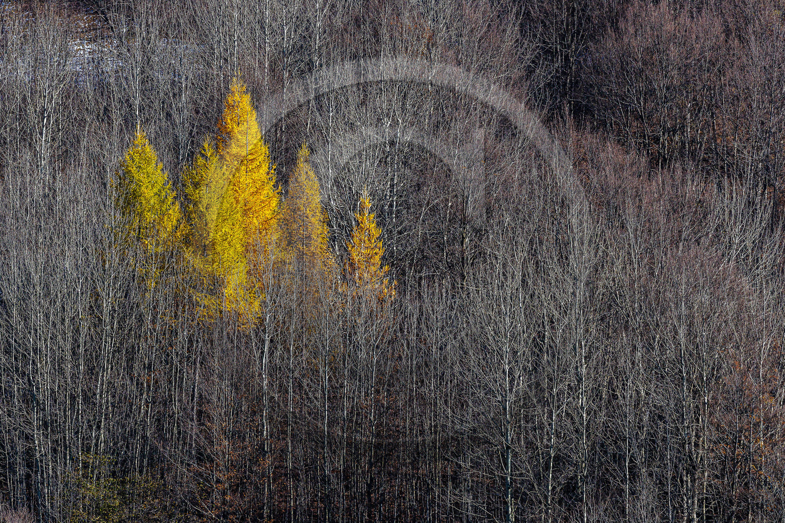 Mélèzes en automne