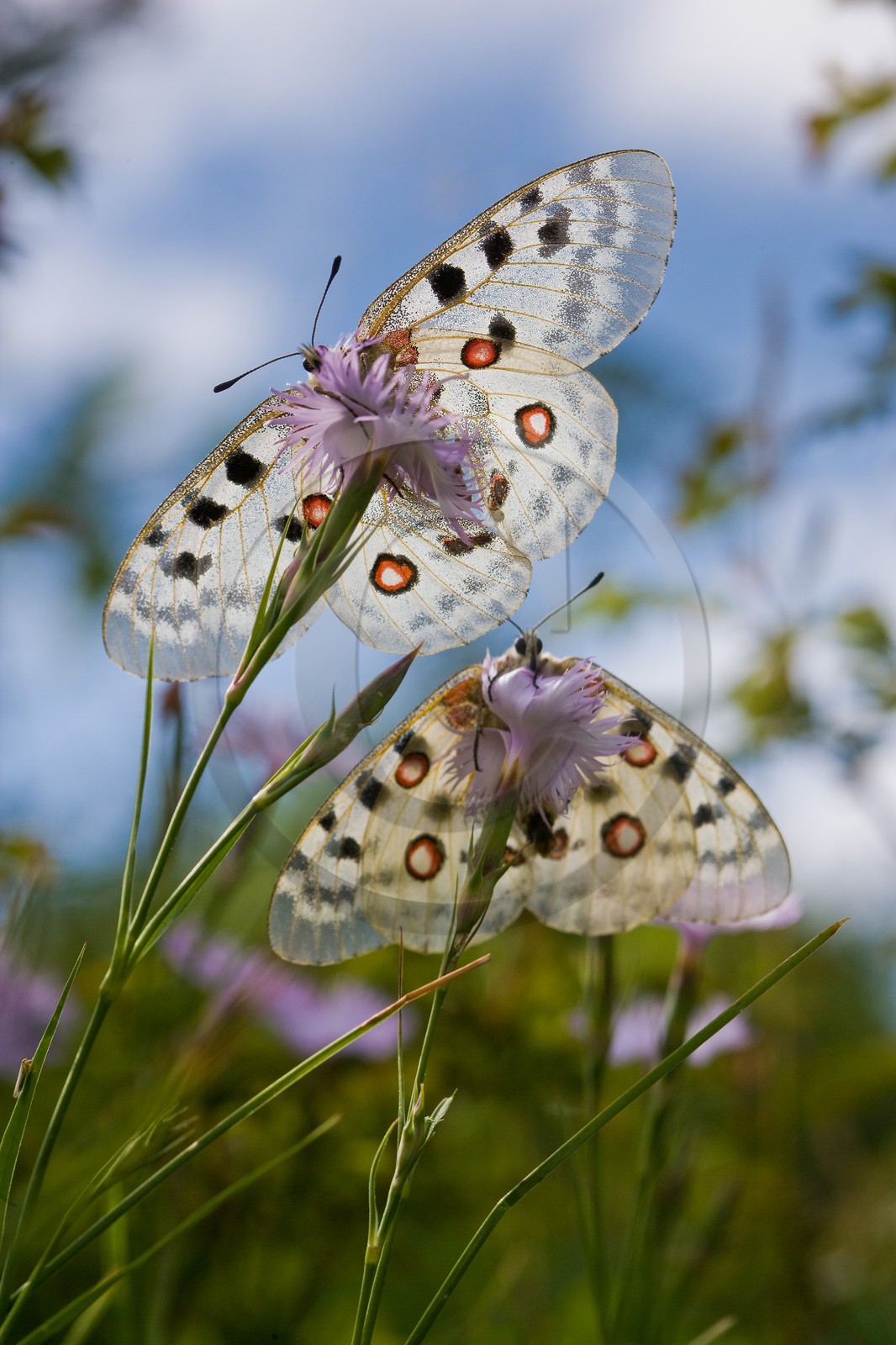 papillon, apollon, parnassius apollo