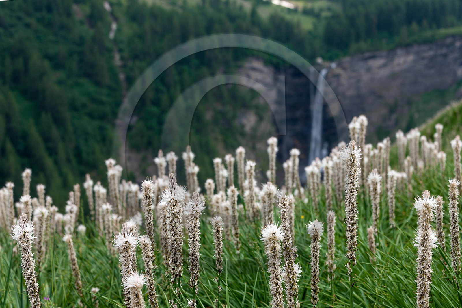 Asphodèle blanc, Asphodelus albus