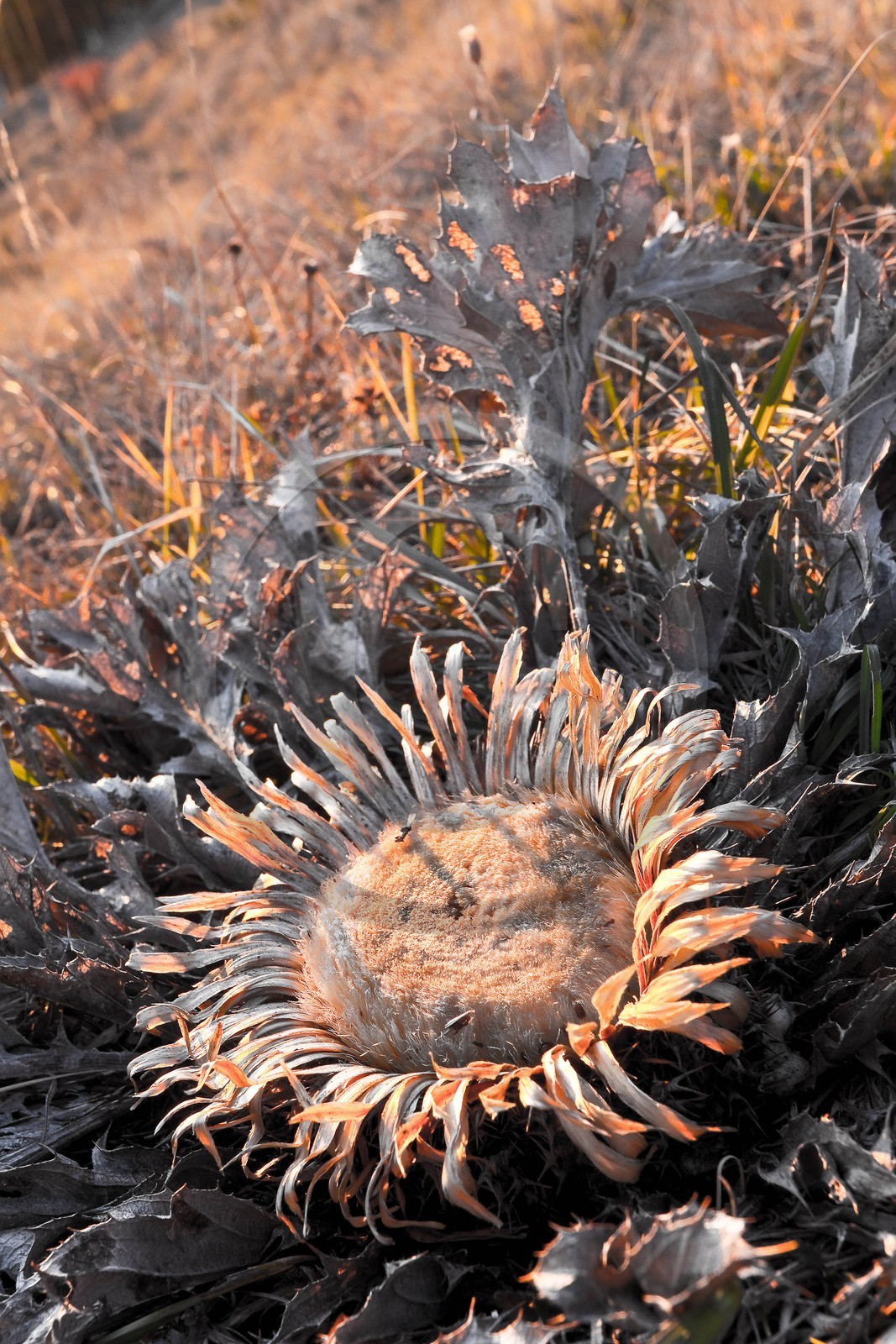 Carline à feuilles d'acanthe, Carlina acanthifolia