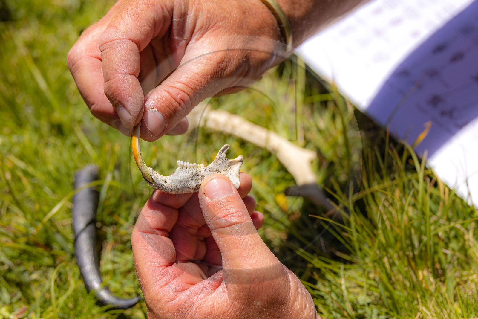 Machoire de marmotte, corne de chamois et de chevreuil