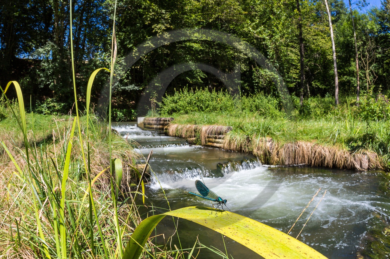 ENS de l'Isère, étang de Cote Manin