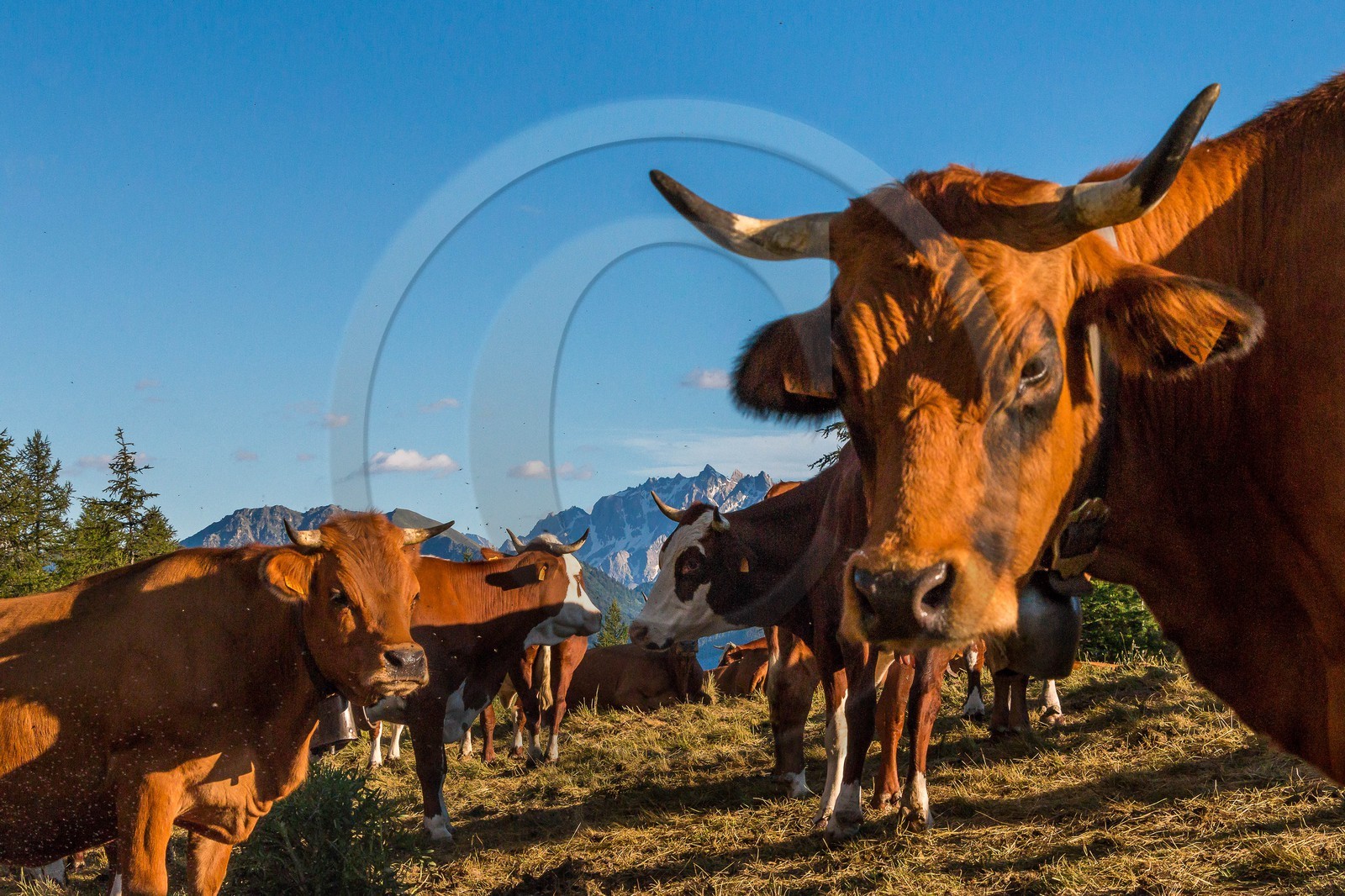 Arvieux, Christian Blanc éleveur de tarines