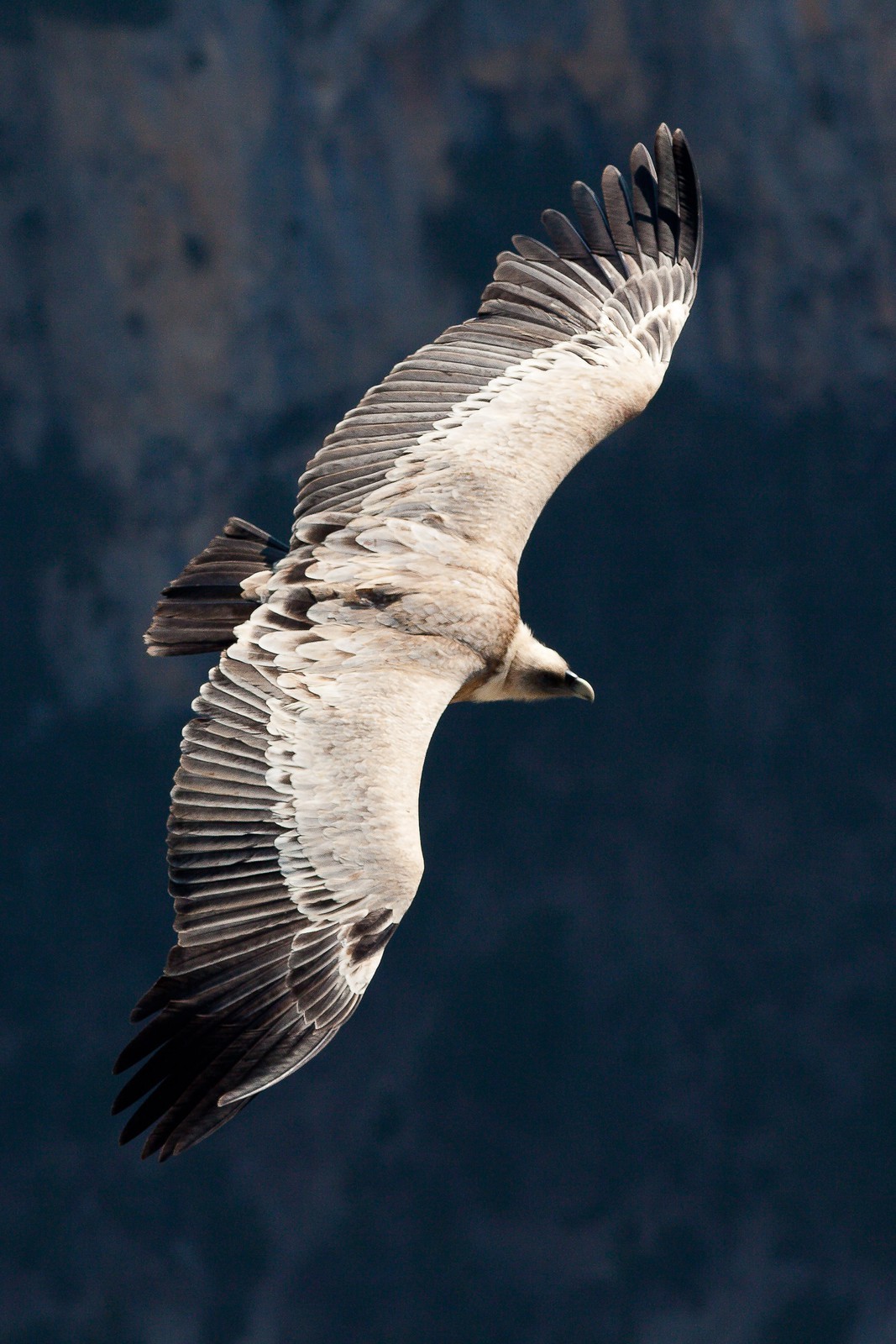 Vautour fauve, Gyps fulvus