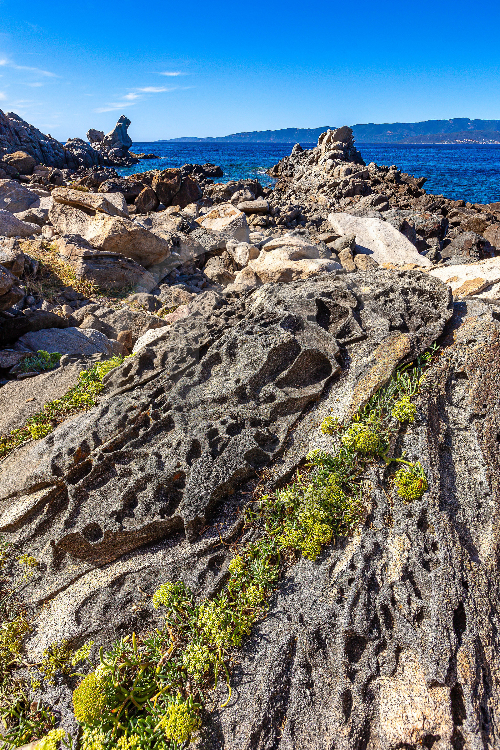 Belvédère-Campomoro, flore