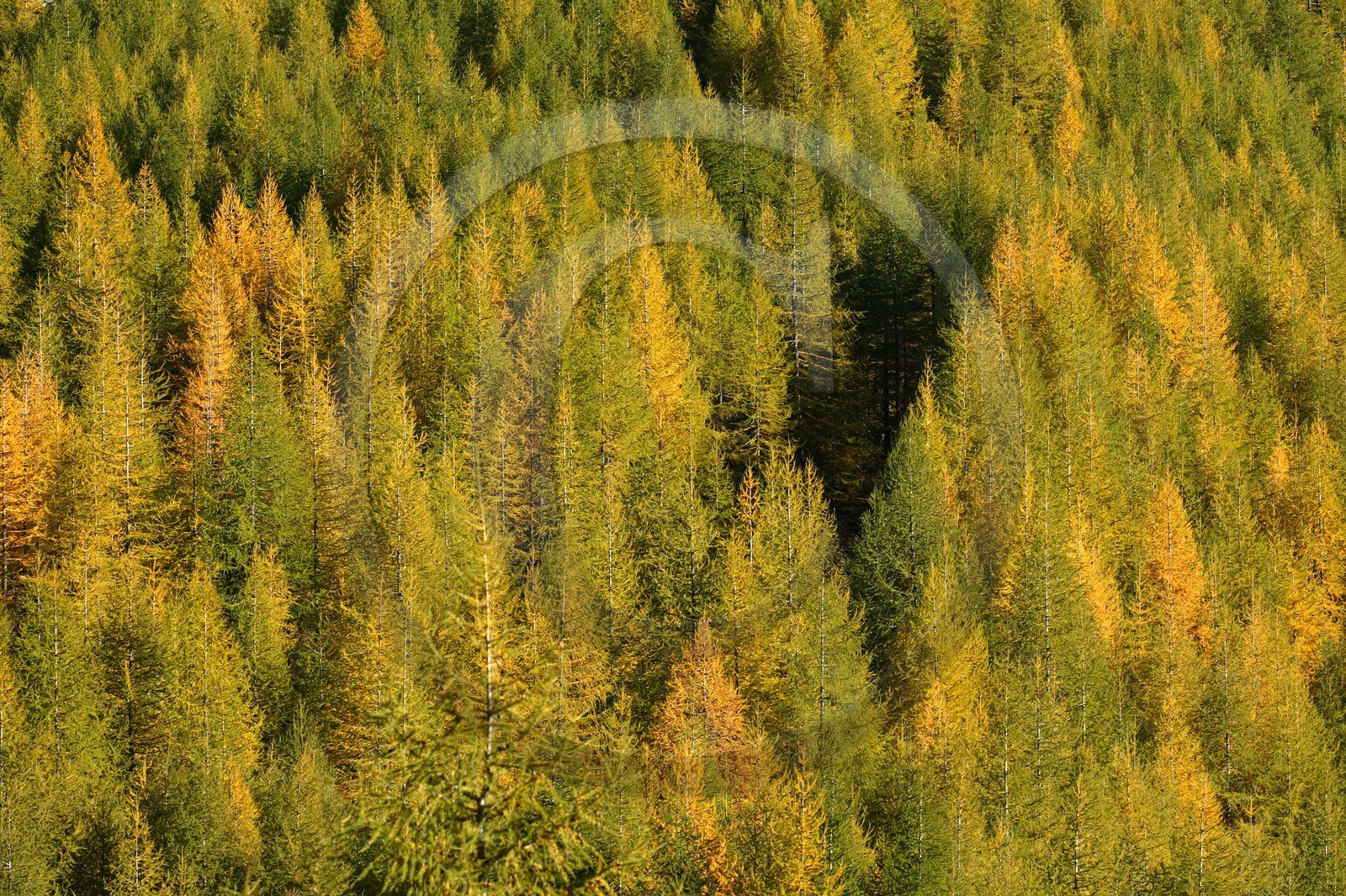 Mélézein à l'automne