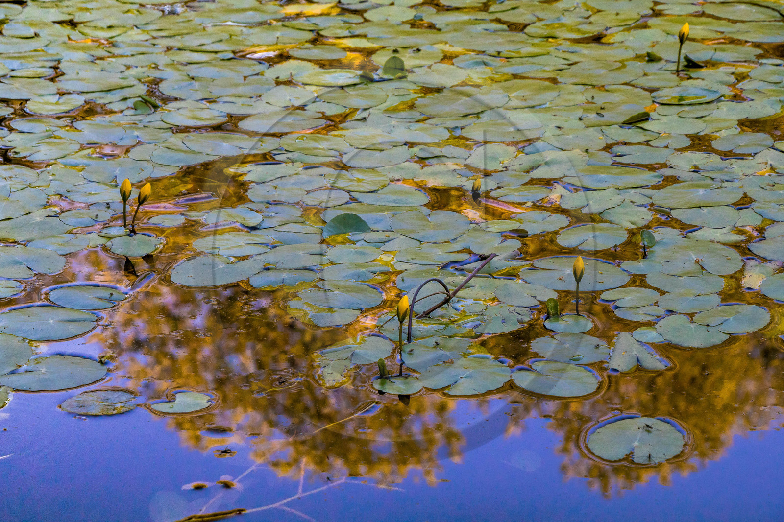 Les jardins de l'eau du Pré Curieux