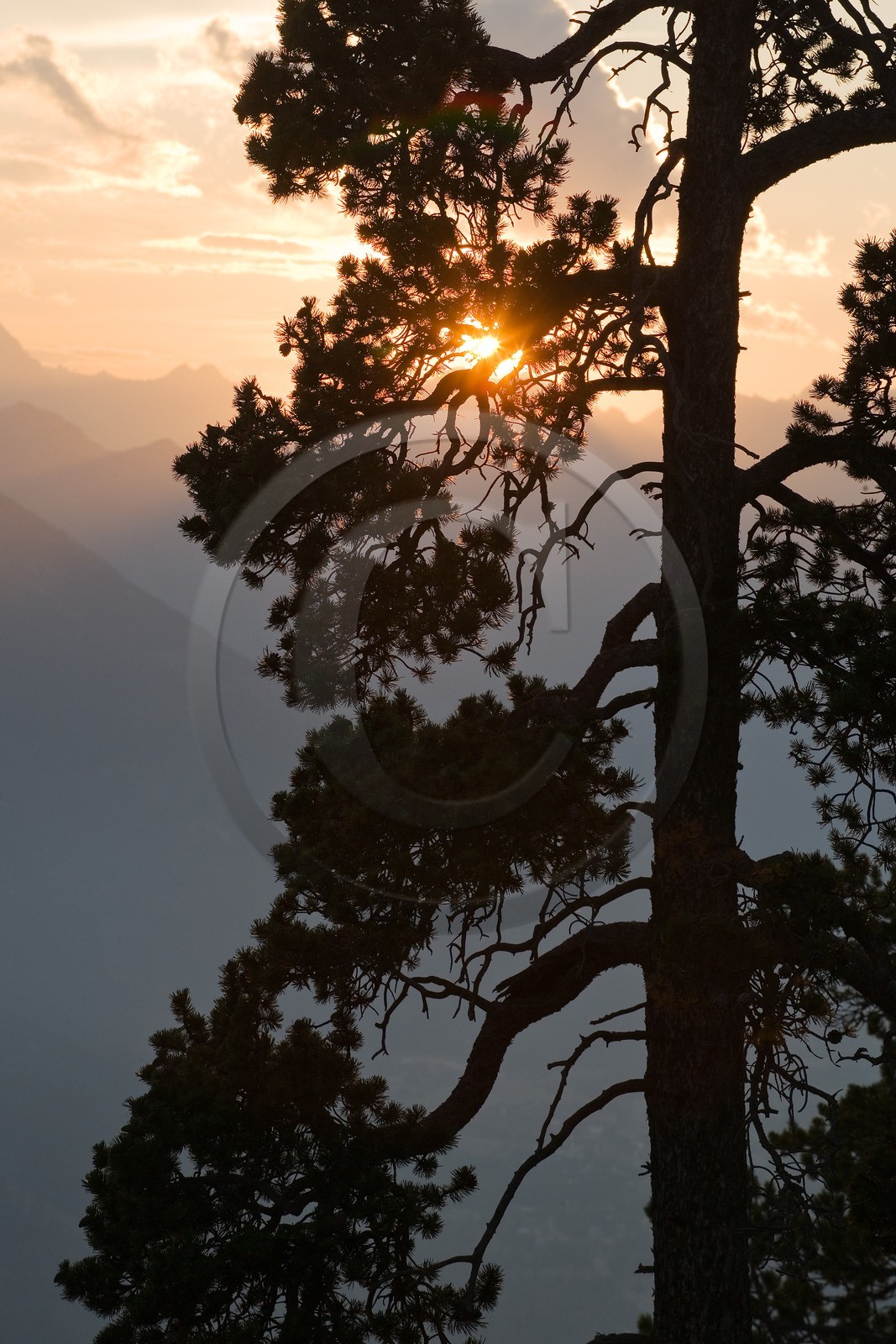 Forêt de pins à crochets