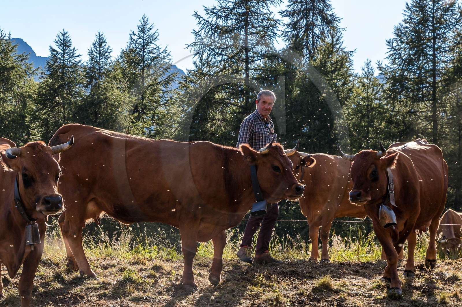 Arvieux, Christian Blanc éleveur de tarines