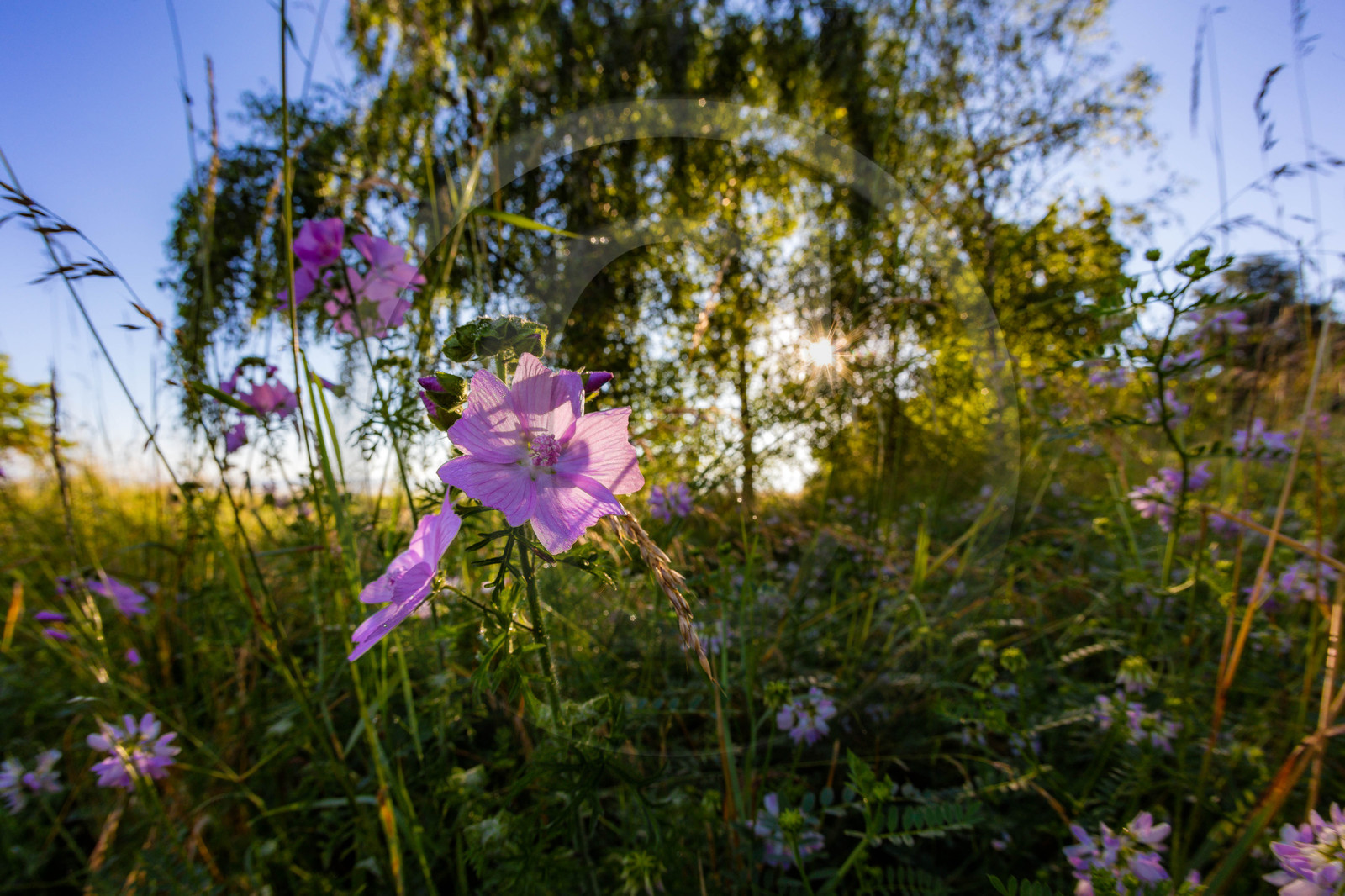Les jardins de l'eau du Pré Curieux