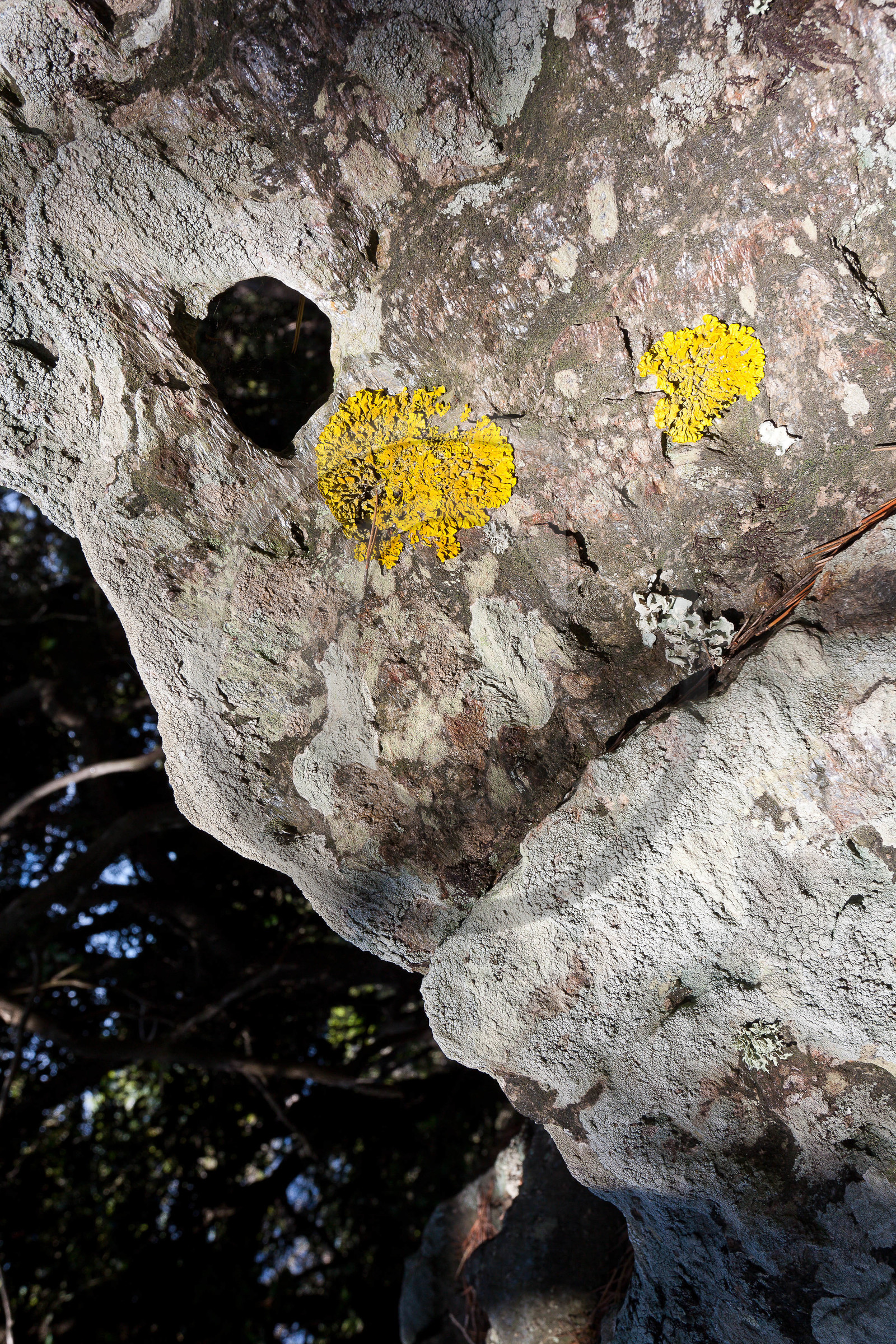 Parc national de Port-Cros, monstre de pierre du Mont Vinaigre