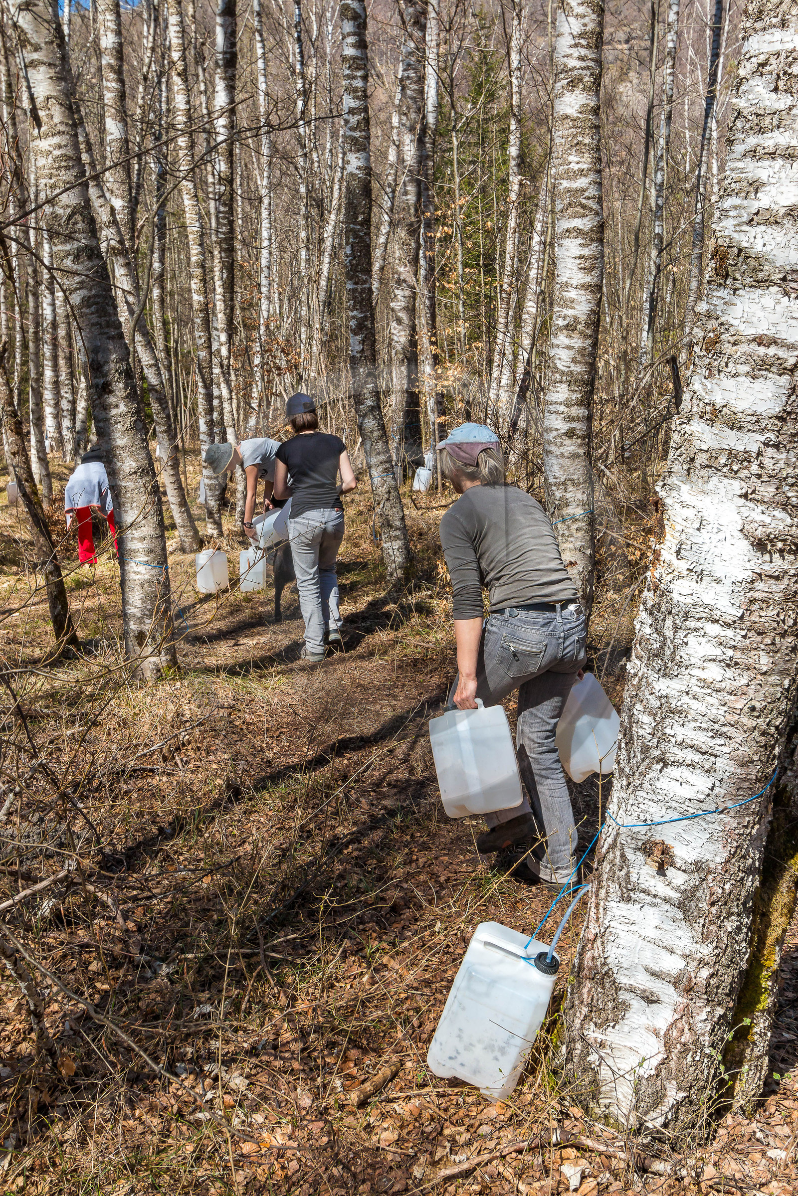 Récolte de sève de bouleau