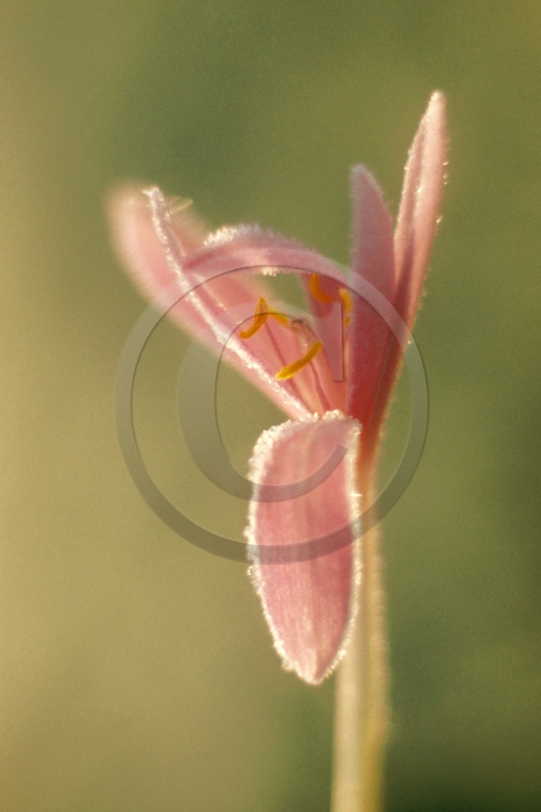 Crocus printanier,  Crocus vernus