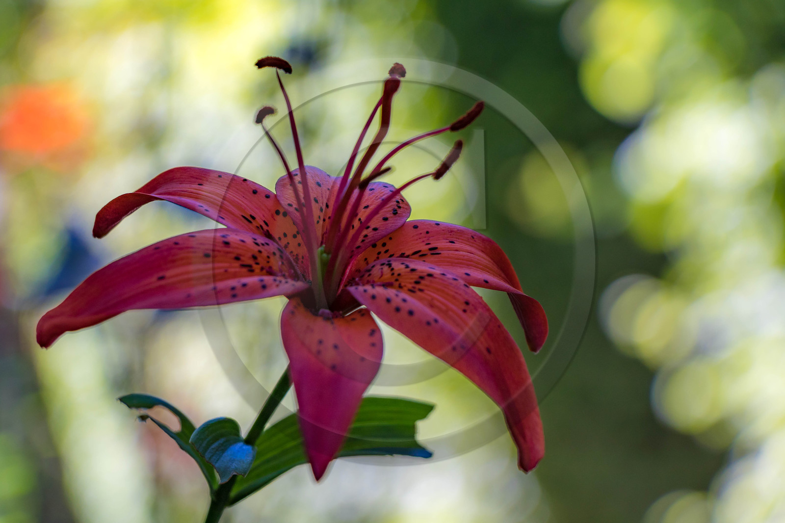 Jardin des Cinq Sens