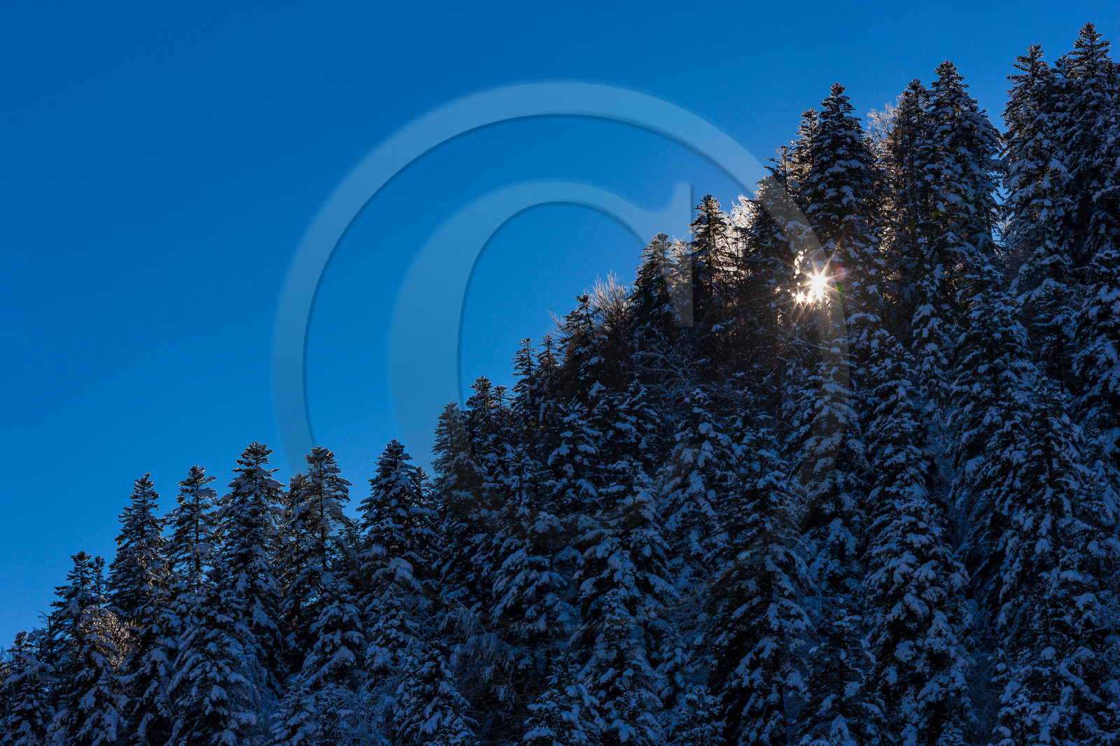 Mélèze d'Europe, Larix decidua