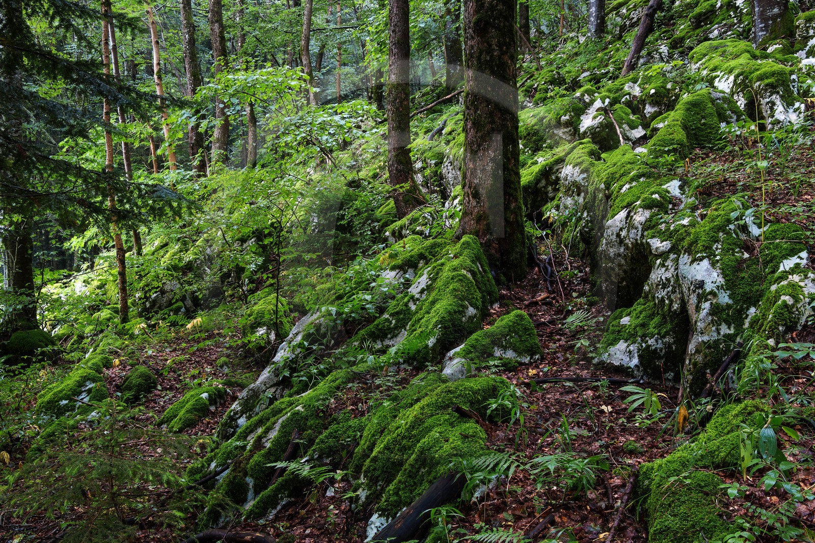 ENS de l'Isère, Les Ecouges