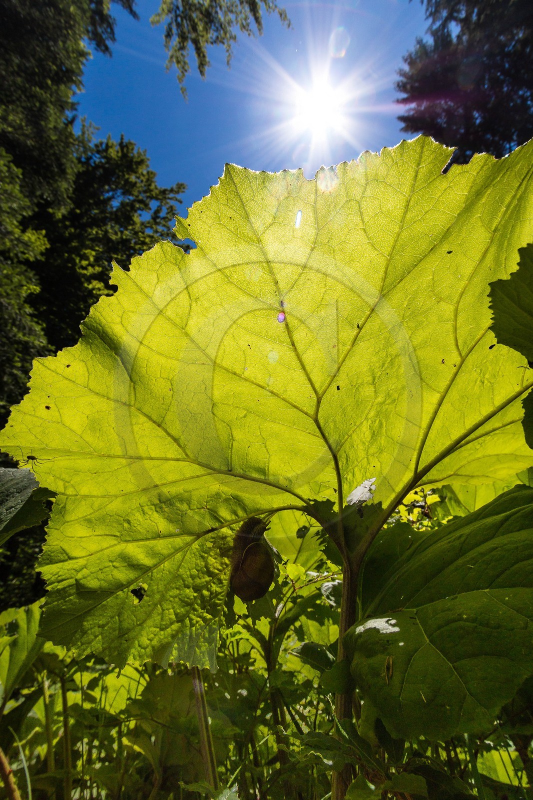 ENS de l'Isère, Les Ecouges, Grands pétasites - Petasites hybridus