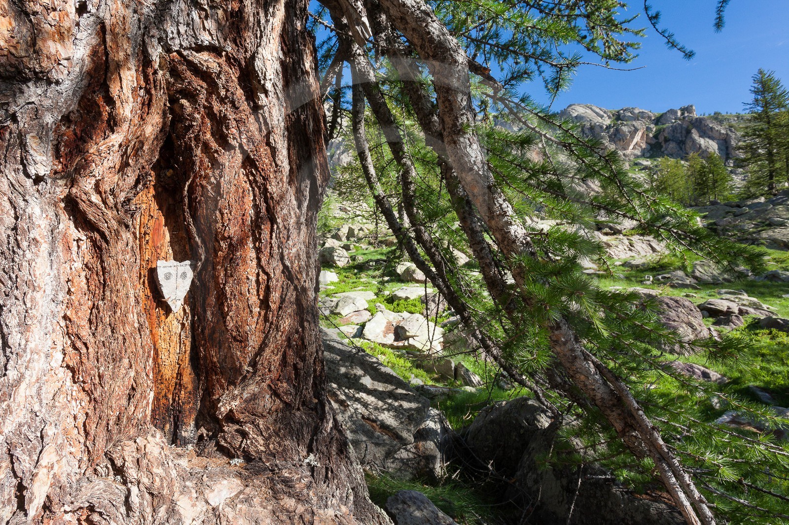 Dessin gravure du sorcier