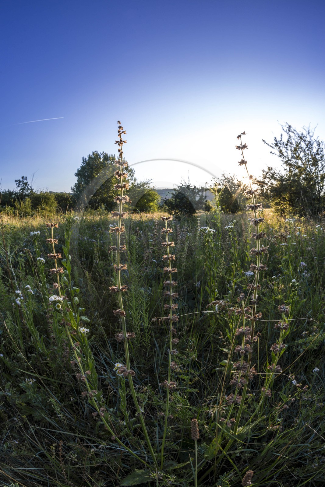 ENS de l'Isère, , le méandre des Oves
