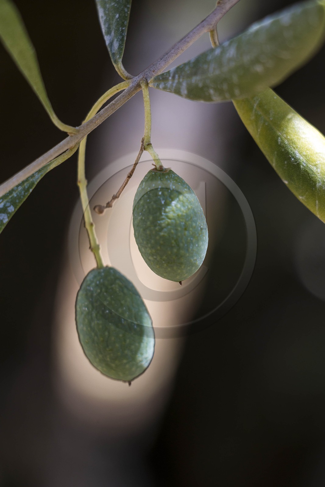 Spéracèdes, Campagne du Virat, Claude Martin, oléicultrice