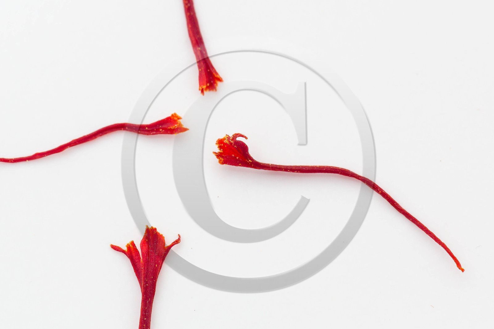 Pistil de safran (crocus sativus)