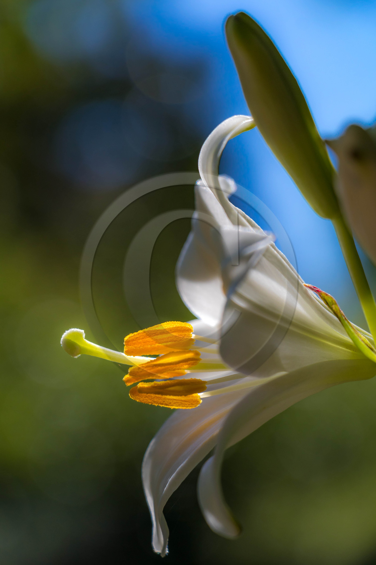 Jardin des Cinq Sens