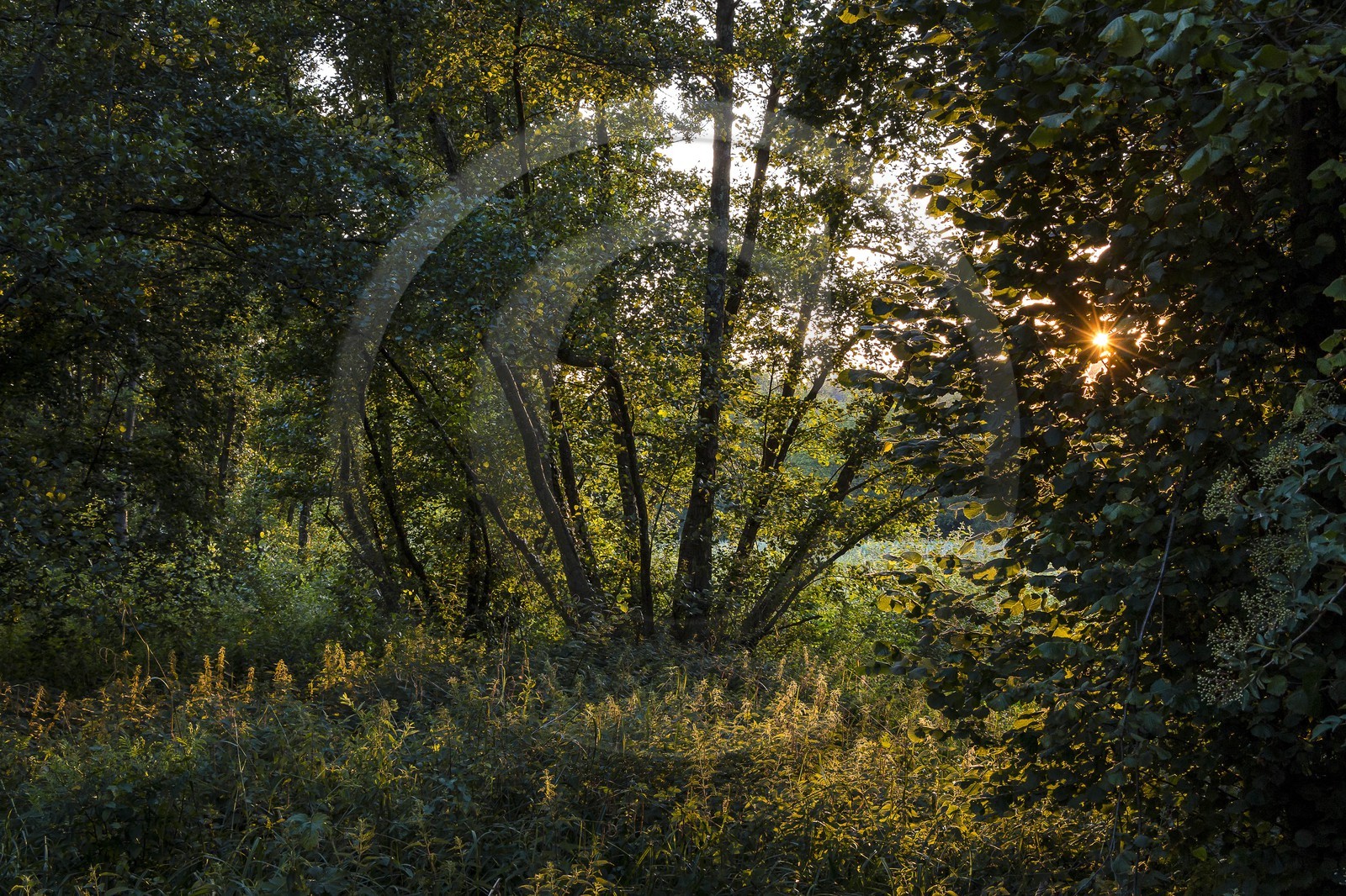 ENS de l'Isère, Prairies inondables de Pont-Évêque