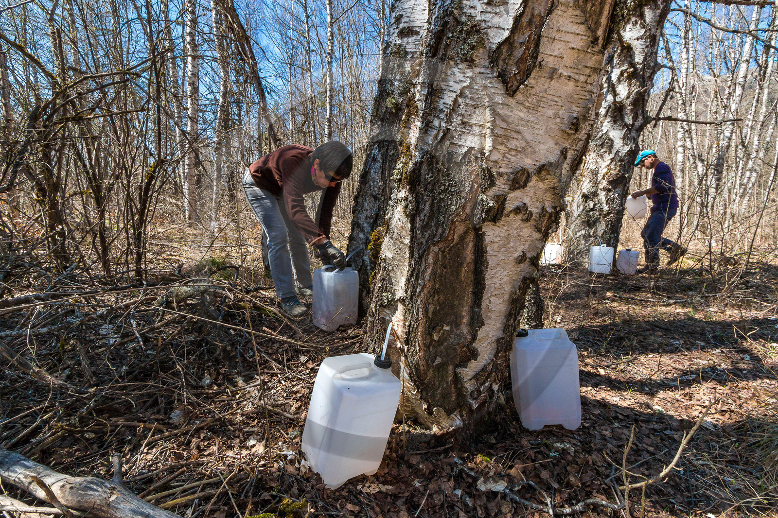 Récolte de sève de bouleau