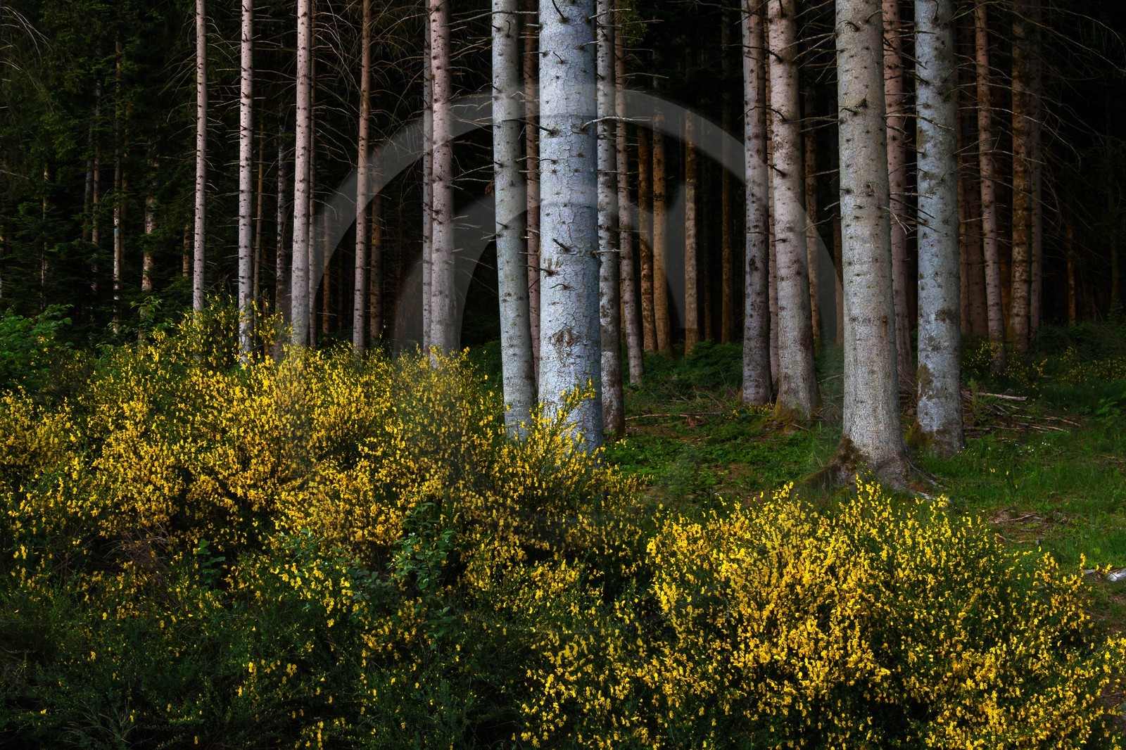 ENS de l'Isère, Marais des Seiglières
