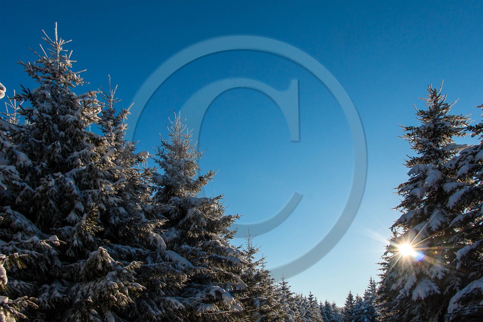 Pépinière Robin, producteur de sapin de Noël