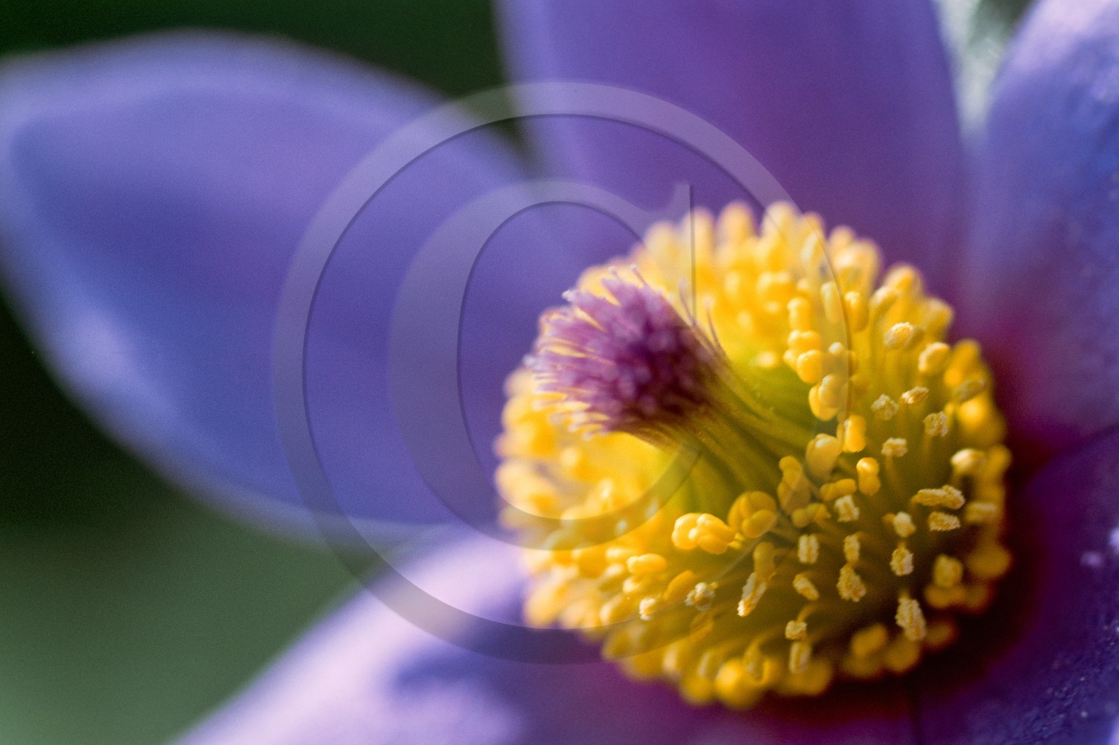 Pulsatille de Haller, Pulsatilla halleri