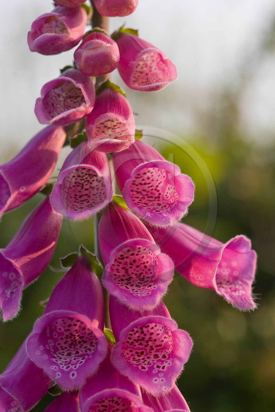 Digitale pourpre, Digitalis purpurea