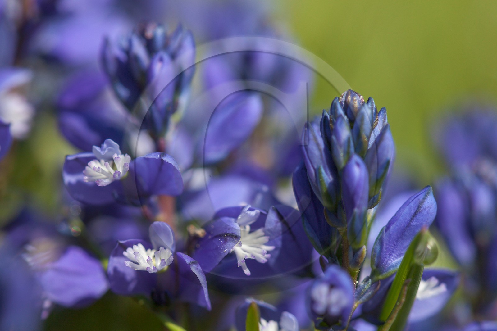 Polygale du calcaire, Polygala calcarea