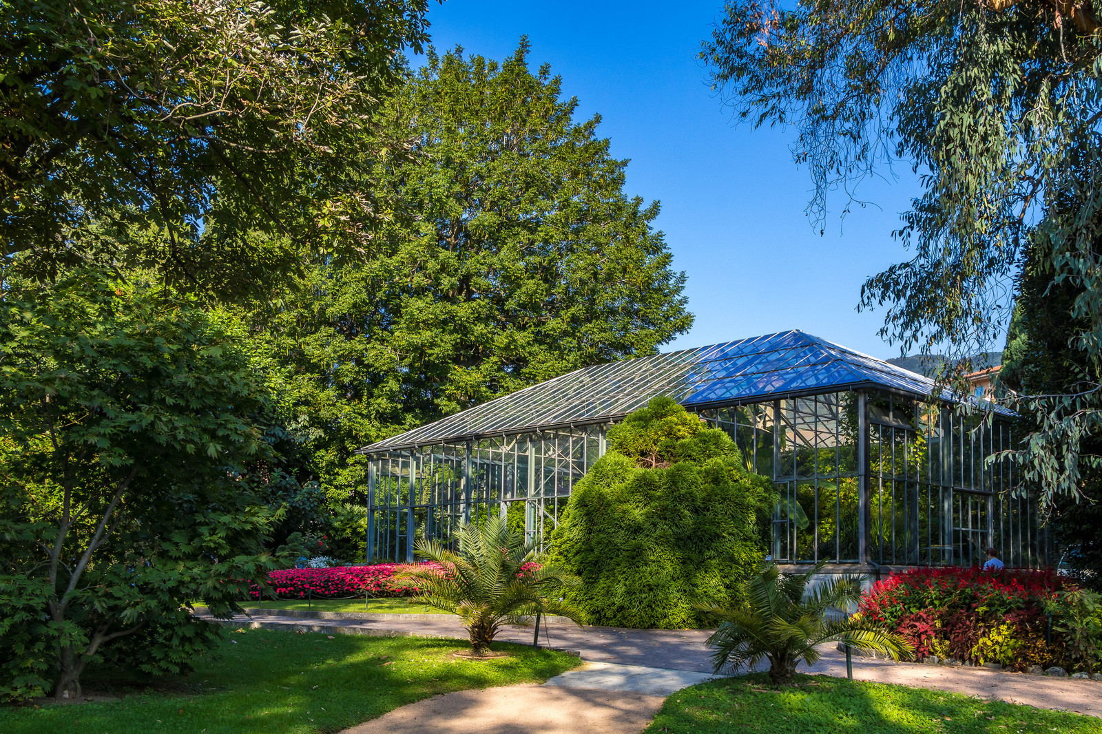 Serre au nénuphars géants,  Victoria Amazonica