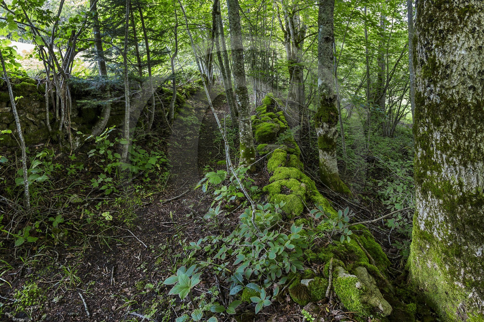 ENS de l'Isère, vallée fossile des Rimets