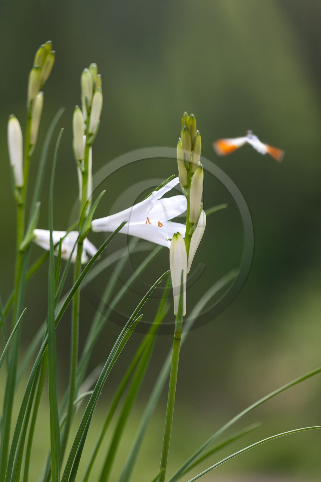 Lis de Saint-Bruno, Paradisea liliastrum