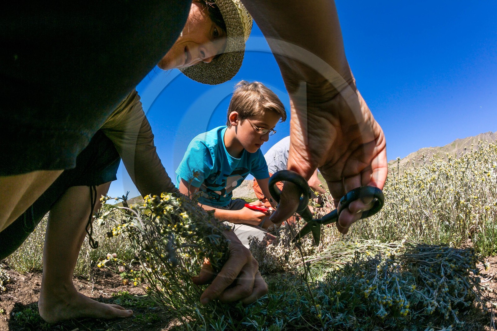 Orcières 1850, Bruno Gonnon agriculteur bio de génépi