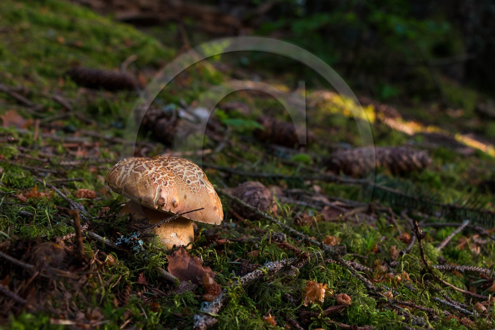 ENS de l'Isère, Marais des Seiglières