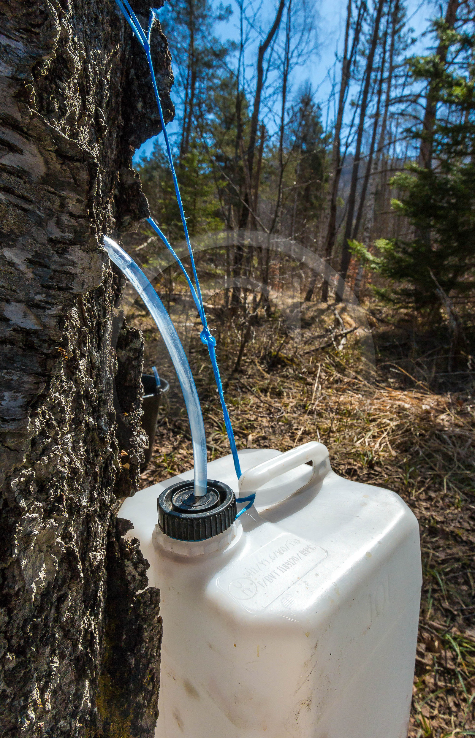 Récolte de sève de bouleau