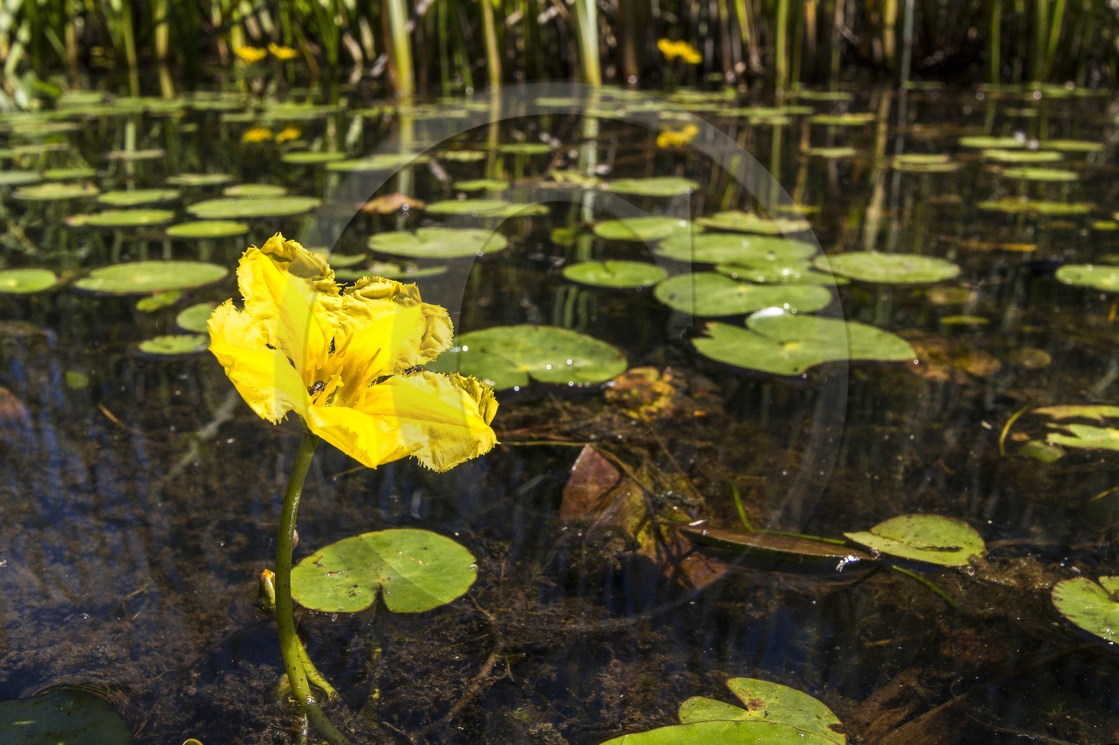 ENS de l'Isère, , le méandre des Oves